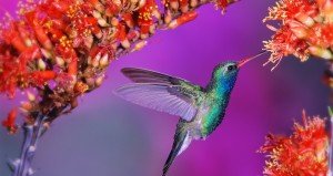 kolibri1920x1080